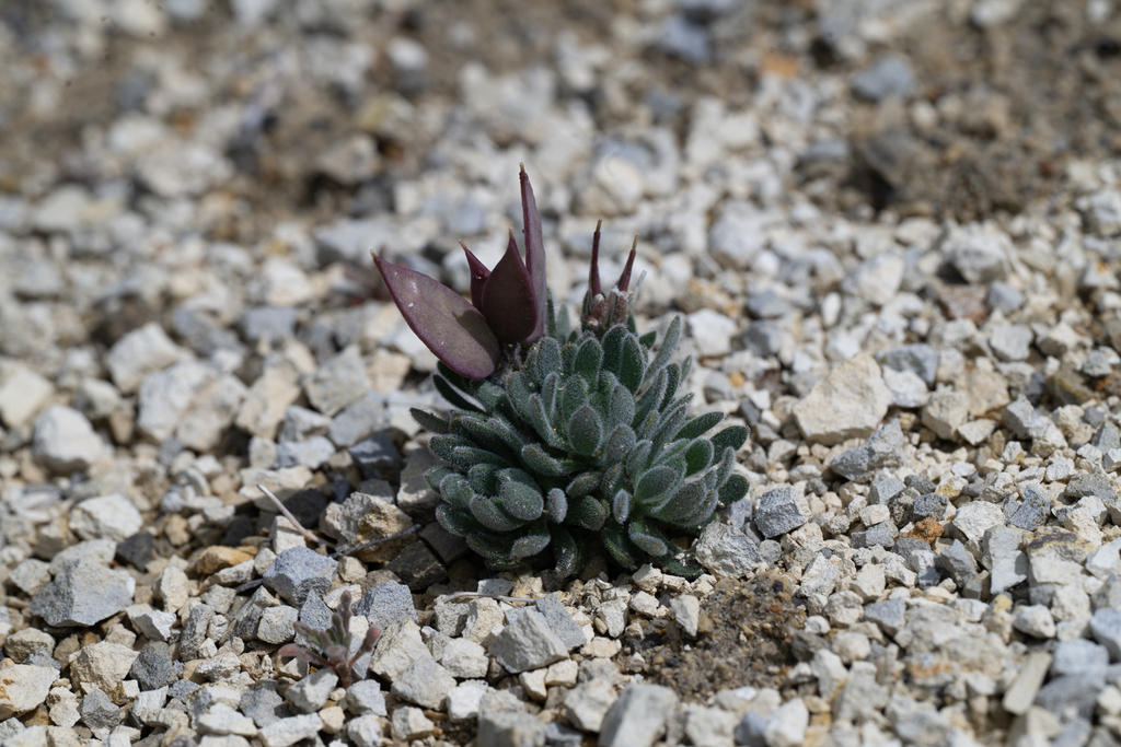 daggerpod from Washoe County, NV, USA on May 18, 2025 at 09:51 AM by ...