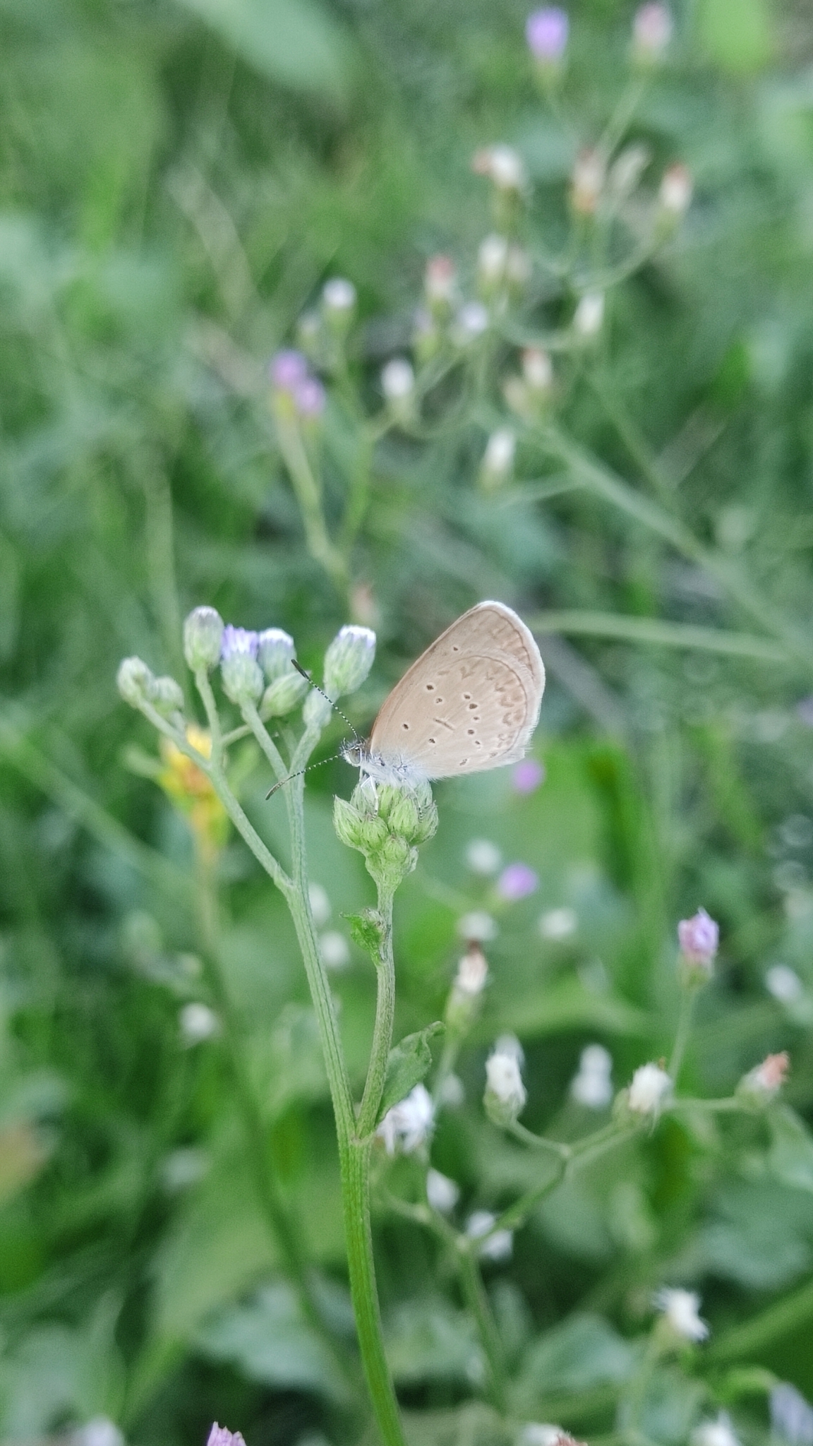 Lesser Grass Blue