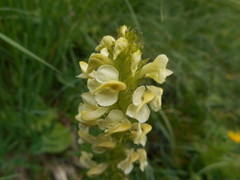 Pedicularis elongata