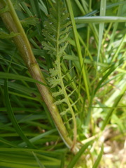 Pedicularis elongata