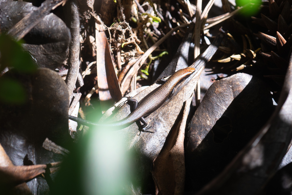 Southern Litter Skink