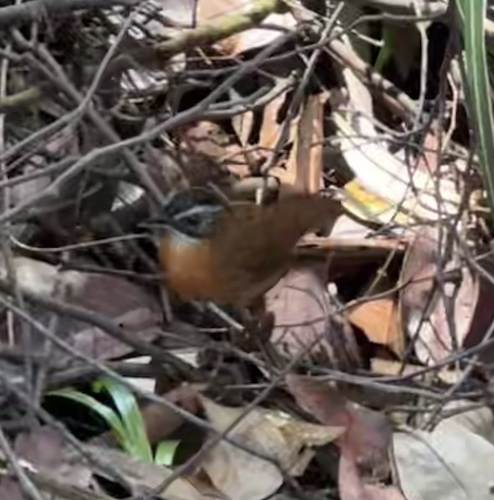 Malayan Black-capped Babbler (Pellorneum nigrocapitatum), photo 5