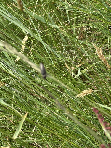 Behaarter Erzschnellkäfer