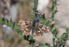 Muschampia floccifera