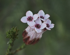 Erica ampullacea