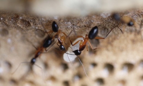 Camponotus pompeius