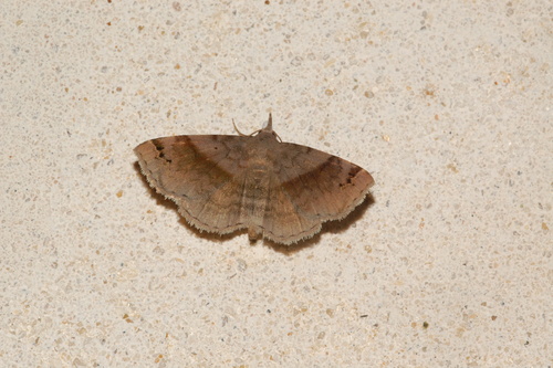 Six-spotted Gray photo 6