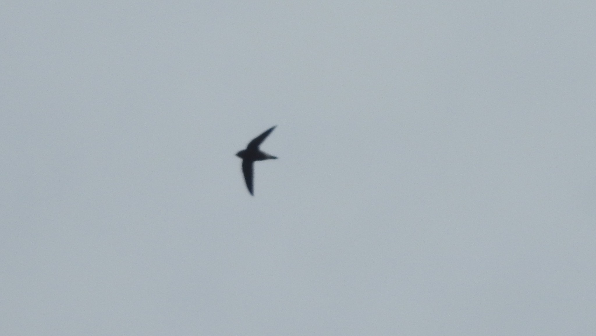 Brown-backed Needletail