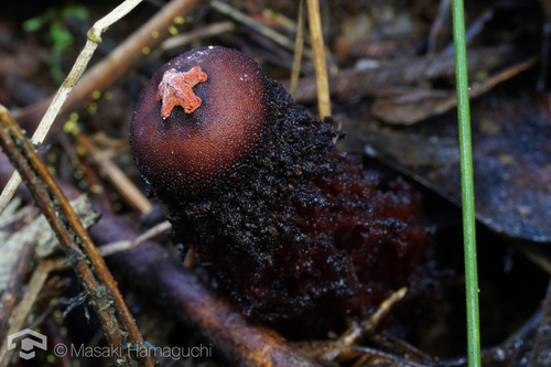 Calostoma fuscum