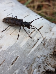 Monochamus maculosus