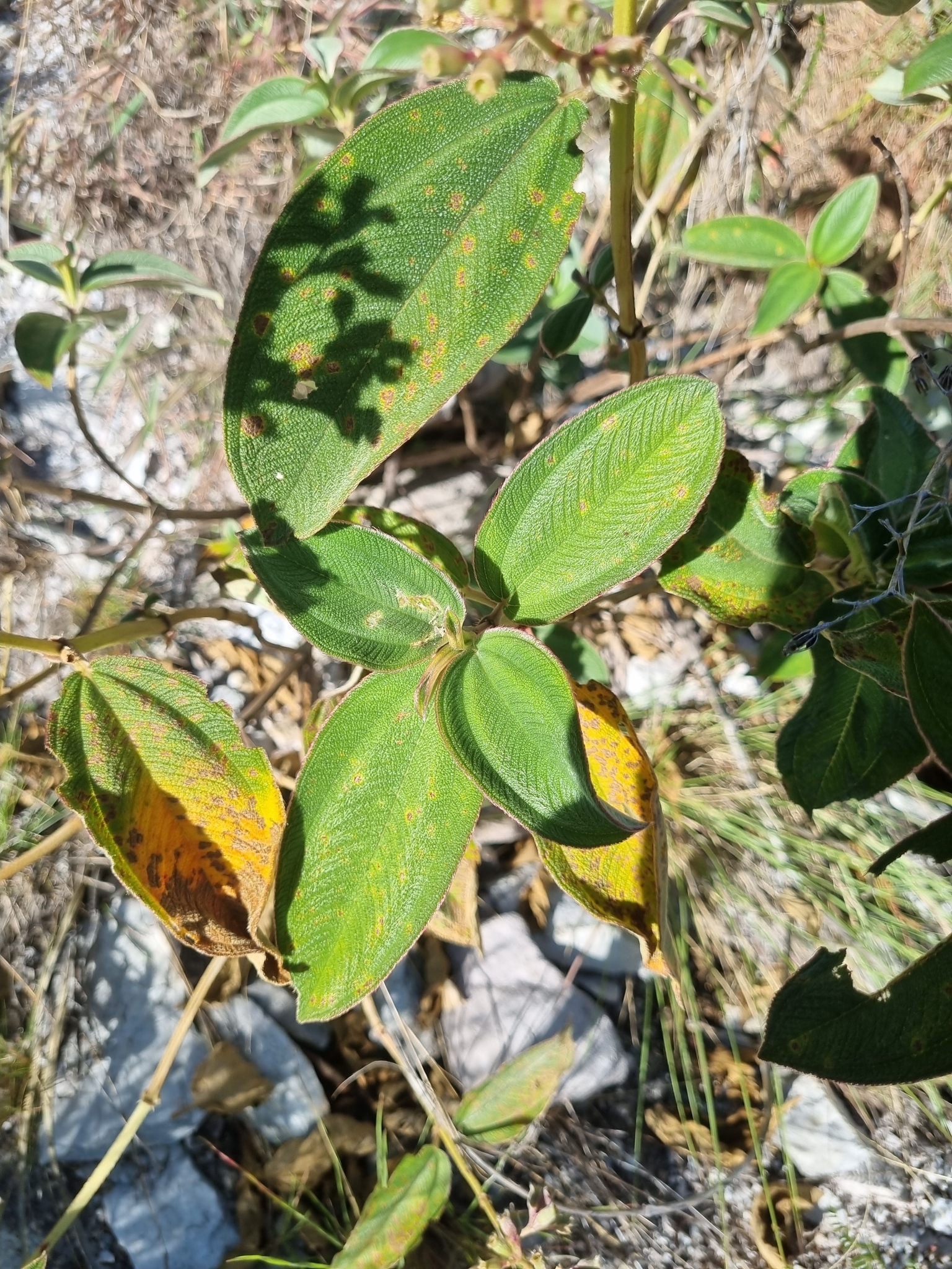 Pleroma heteromallum