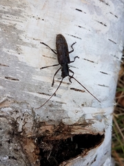 Monochamus maculosus