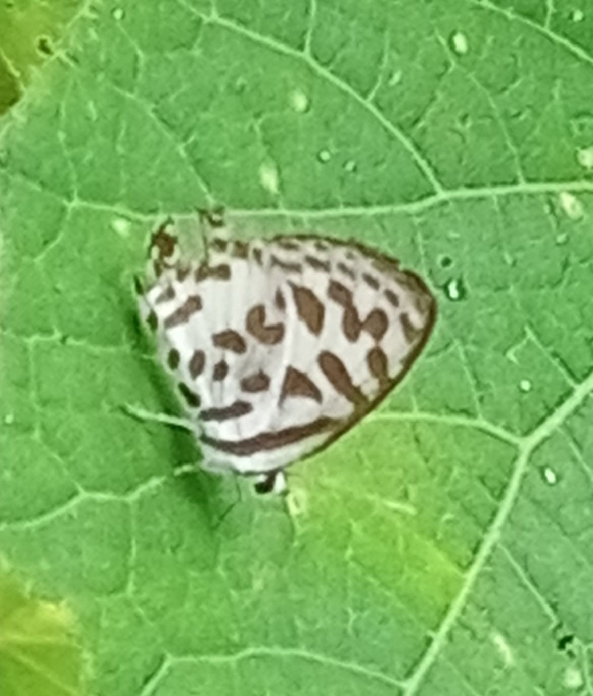 Common Pierrot