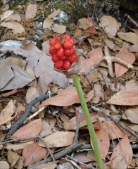 Arum dioscoridis