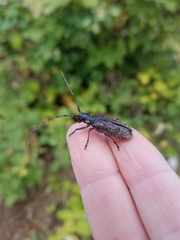 Monochamus maculosus