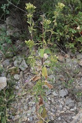 Pentanema squarrosum