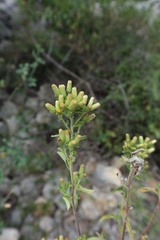 Pentanema squarrosum