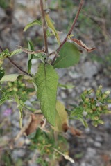 Pentanema squarrosum