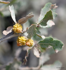 Burnettweldia corallina