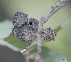 Burnettweldia corallina