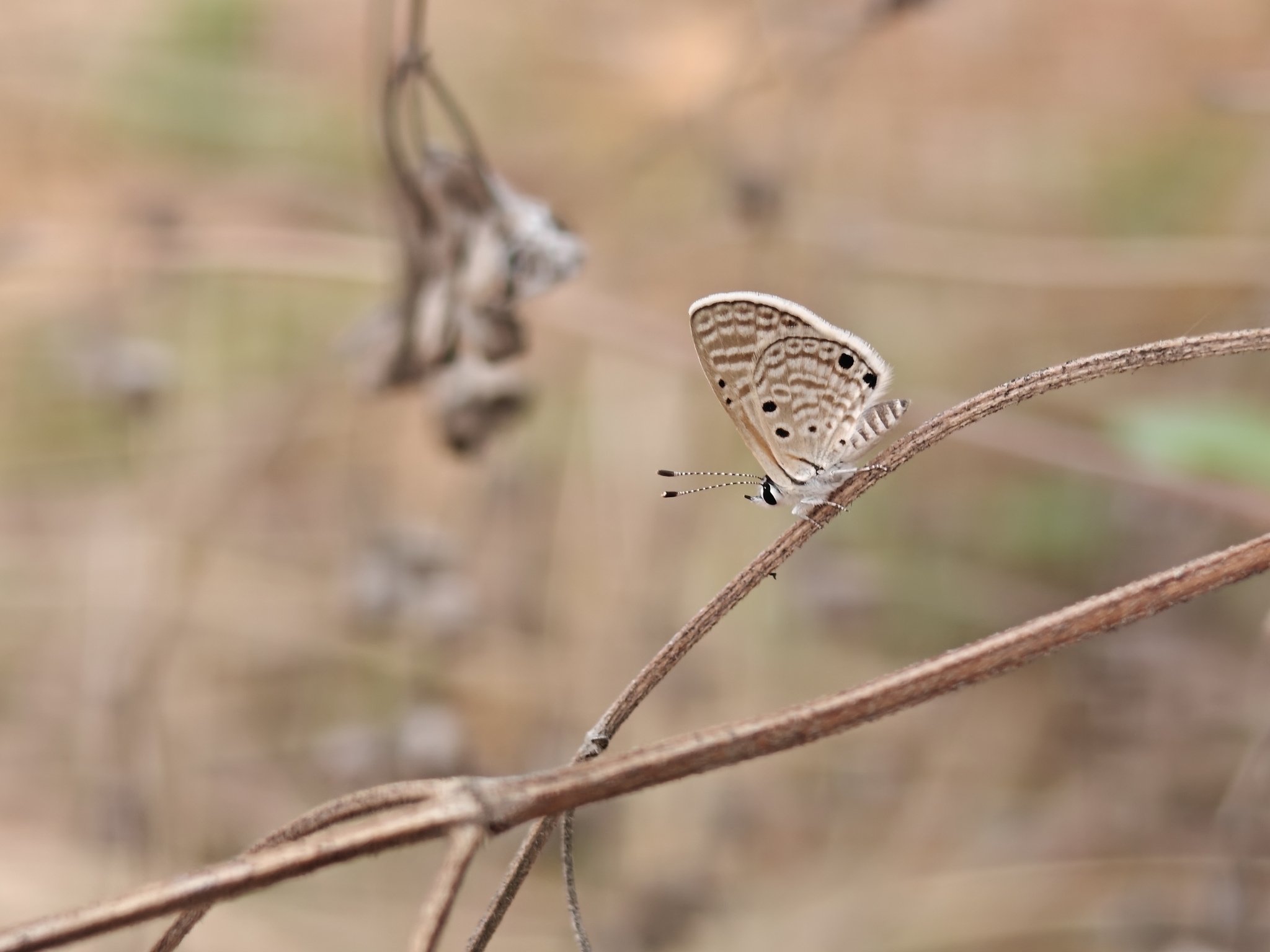 Bright Babul Blue