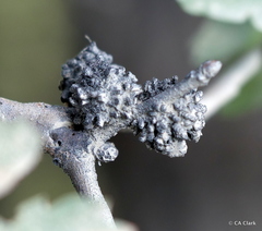 Burnettweldia corallina