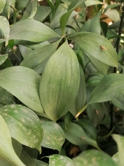 Ruscus