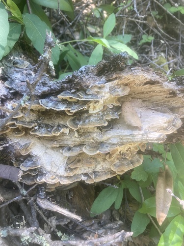 iNaturalist observation photo of turkey-tail