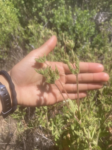 iNaturalist observation photo of California horkelia