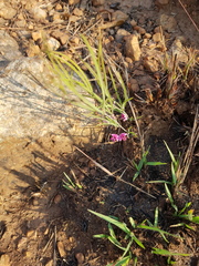 Dolichos angustifolius