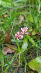 Persicaria