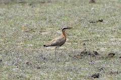 Cursorius coromandelicus