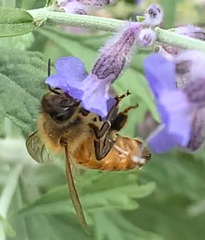 Apis mellifera