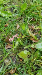Persicaria
