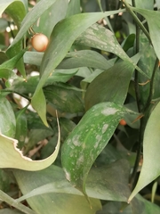 Ruscus