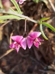 Dolichos angustifolius