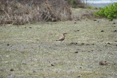 Cursorius coromandelicus