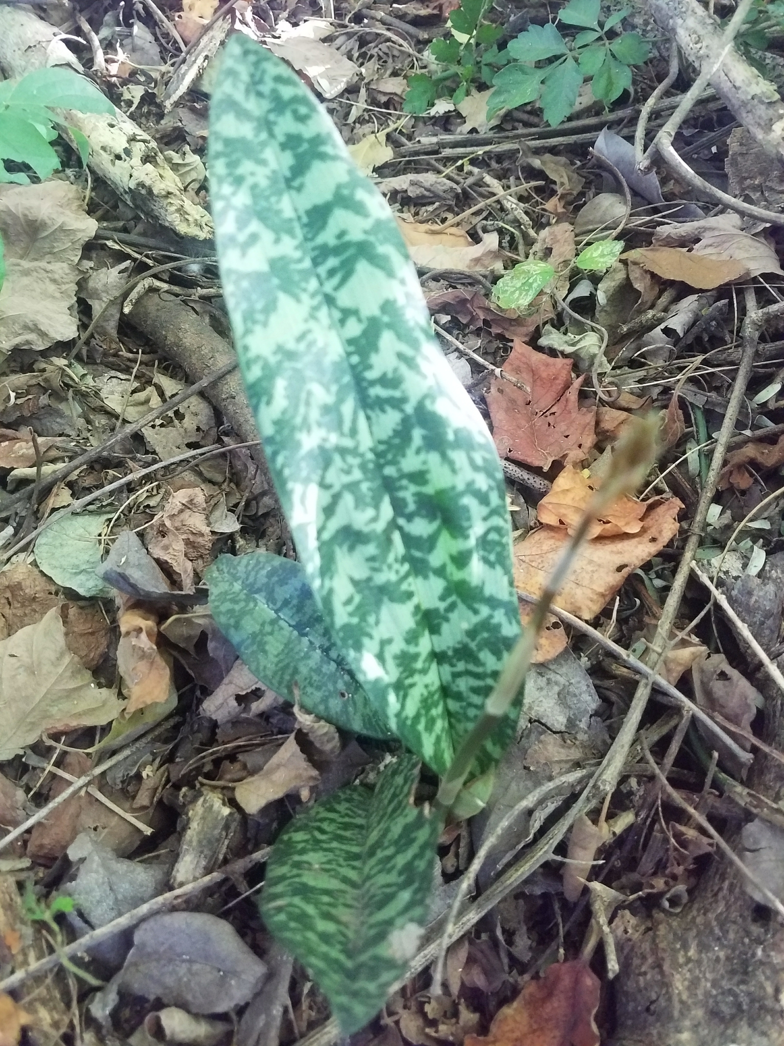 Fotos de Orquídea Monja Africana (Oeceoclades maculata) · NaturaLista Mexico