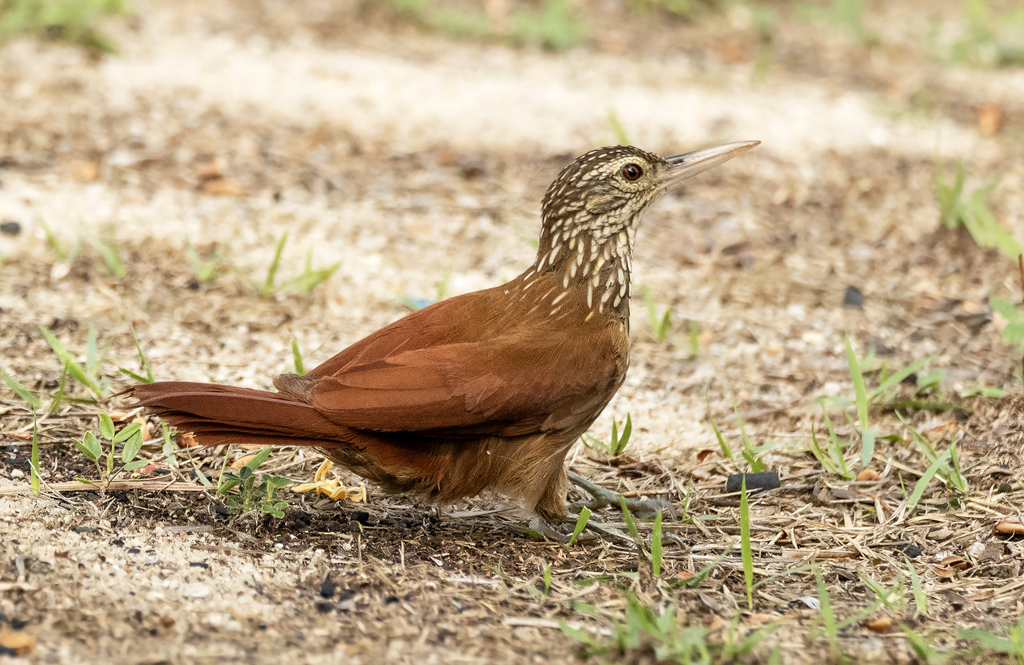 Trepatroncos Piquirrecto, Dendroplex picus