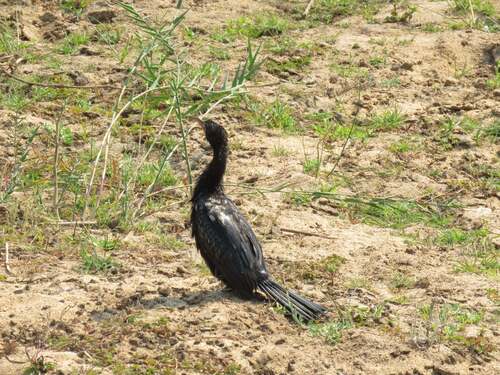 Cormorán africano (Microcarbo africanus)