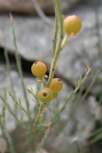Bijela metla (Osyris alba)