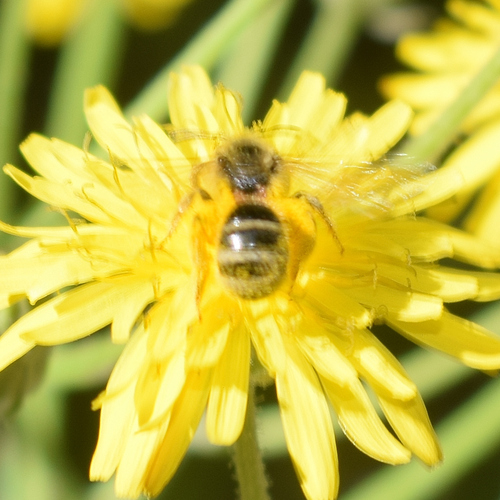 Titus's Sweat Bee photo 6