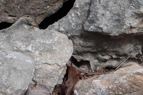 Jaštericovité (Lacertidae)