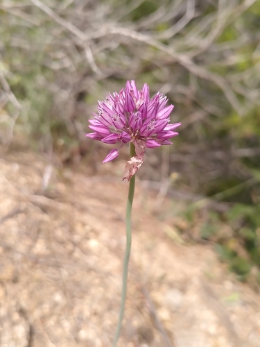 Allium acutiflorum, photograph 2