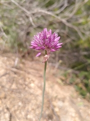 Allium acutiflorum, photograph (c) Loïc Chalmandrier, some rights reserved (CC BY)