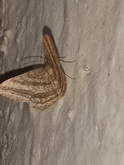 Chiasmia fidoniata