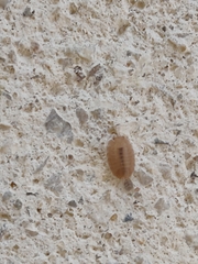 Lucasius andalusicus