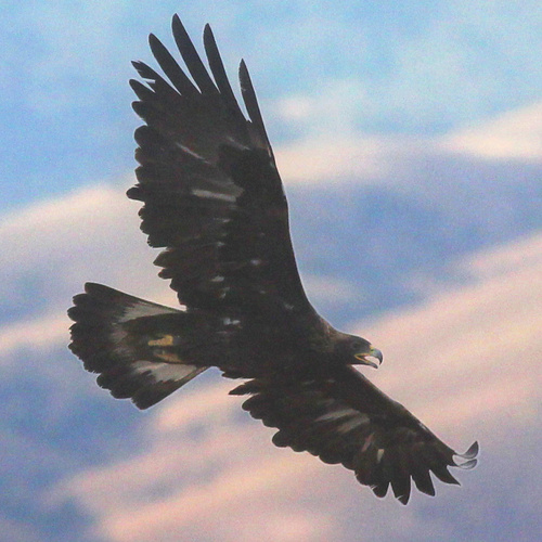 Golden Eagle photographed in Nevada