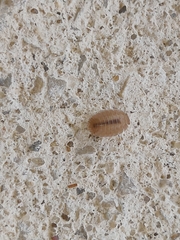 Lucasius andalusicus