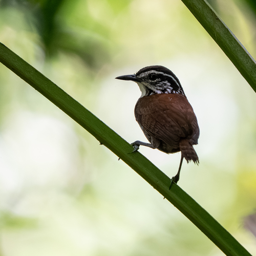 White-breasted Wood Wren (Henicorhina leucosticta), photo 5